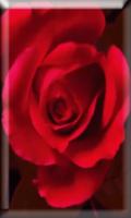 Blooming Roses LiveWP imagem de tela 2