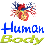 Human body icône