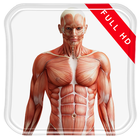 Human Anatomy 3D Live Wallpap ไอคอน