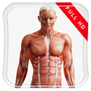 Human Anatomy 3D Live Wallpap APK