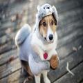 Animal Wallpapers Free