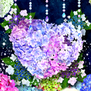 Ajisai Hydrangea Drop LWP APK