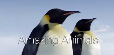 Amazing Animals