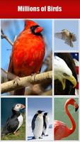Bird Guide Affiche