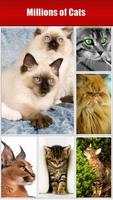 Cats Affiche