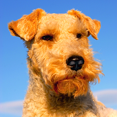 Dog Breeds, HD Catalog icon