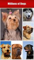 Dog Breeds, HD Catalog โปสเตอร์