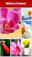 Cool Flower Wallpapers-poster