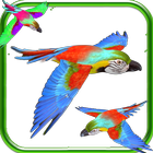 Parrot Fly 3D icône