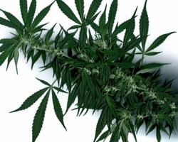 Cannabis Sativa Wallpapers スクリーンショット 1