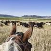 Cattle Drives Wallpapers