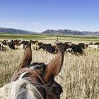 ikon Cattle Drives Wallpapers