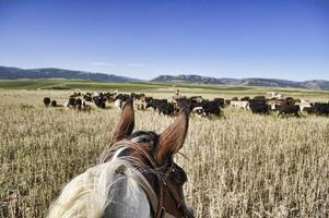 Cattle Drives Wallpapers Affiche