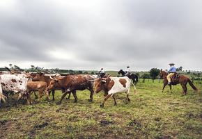 Cattle Drives Wallpapers Screenshot 2