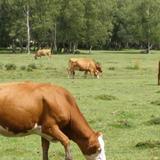 Cattle Grazing Wallpapers icono