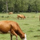 Cattle Grazing Wallpapers آئیکن