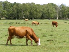 Cattle Grazing Wallpapers Affiche