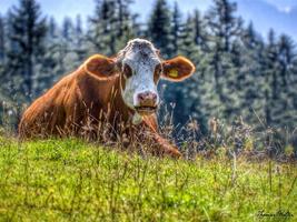 Cattle Grazing Wallpapers اسکرین شاٹ 2