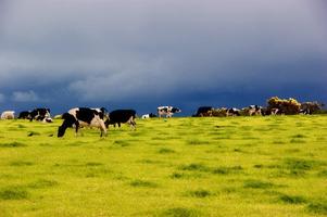 Cow Pastures Wallpapers (Free) স্ক্রিনশট 1