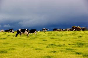 Cow Pastures Wallpapers (Free) syot layar 1