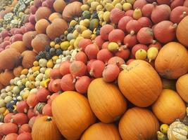 Pumpkin Farms Wallpapers 海報