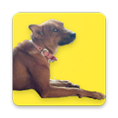 Desi Dogs APK