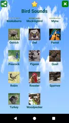 Bird Sounds APK Herunterladen