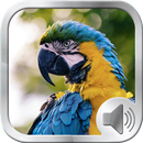 鳥は鳴る APK