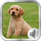 Dog Sounds Ringtones أيقونة