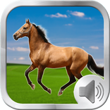 Paard Sounds Ringtones