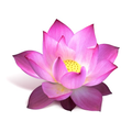 Shrimath Yoga