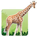 Animals and Birds APK