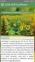 ICAR IIOR Sunflower screenshot 1