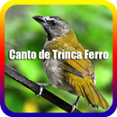 Canto de Trinca Ferro APK