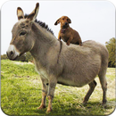 Indian Viral Funny Videos APK