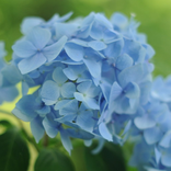 あじさい壁紙 人気の紫陽花 無料版FREE