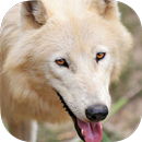 Wolf Wallpaper 1 APK