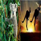 Kangaroo & Koala Wallpaper icône