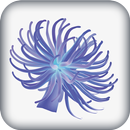 Anemone Reality APK