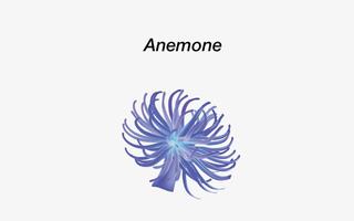 Anemone Reality poster