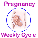 APK Weekly Pregnancy Cycle