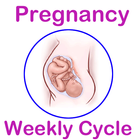 Weekly Pregnancy Cycle ไอคอน