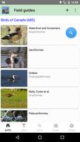 Canadian Birds Affiche