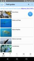 Lizard Island Field Guide постер