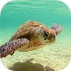 TURTLE Wallpapers v1 icon