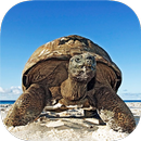 TURTLE Wallpapers v2 APK