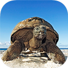 TURTLE Wallpapers v2 icono