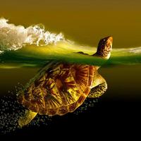 برنامه‌نما TURTLE Wallpapers v2 عکس از صفحه