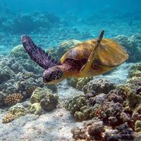 برنامه‌نما TURTLE Wallpapers v2 عکس از صفحه