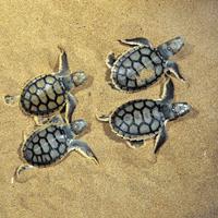 برنامه‌نما TURTLE Wallpapers v2 عکس از صفحه